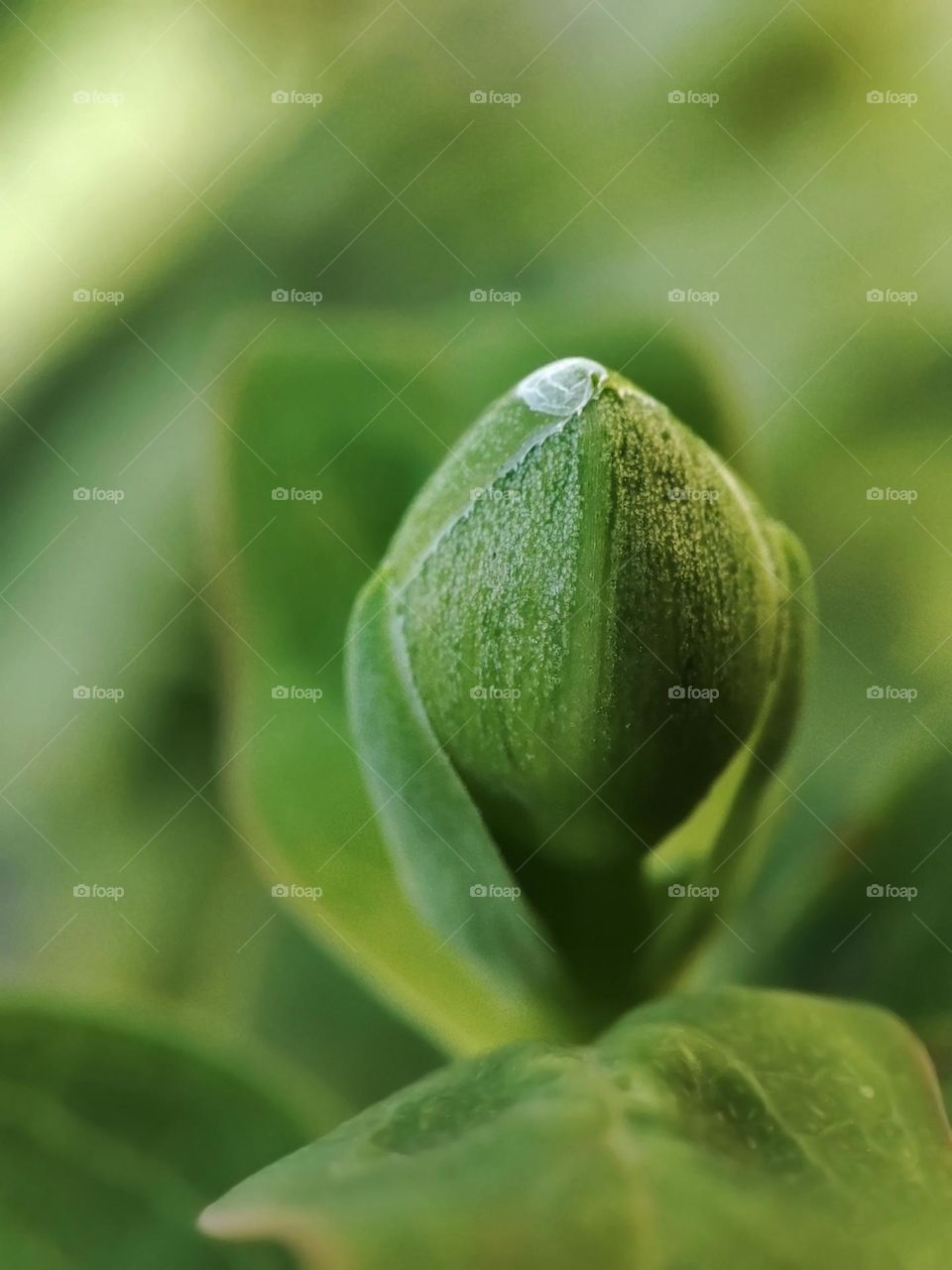 Macro photo of a flower growing in the garden