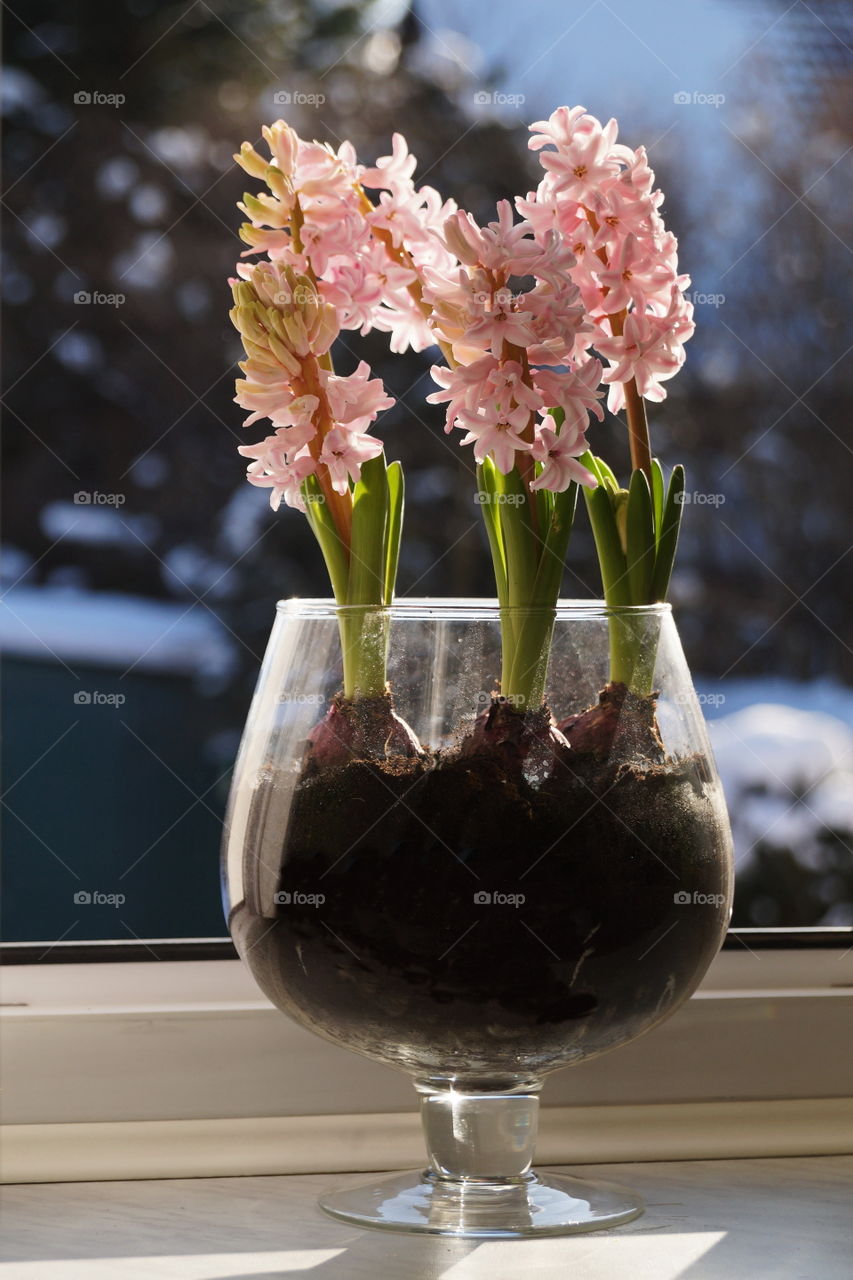 Pink hyacinths in a glass bowl