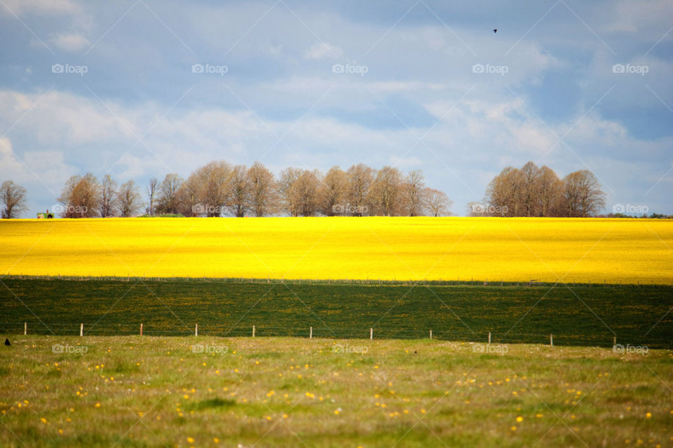 Canola Field