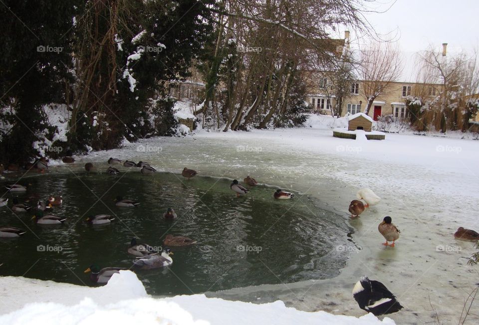 Duck Wonderland