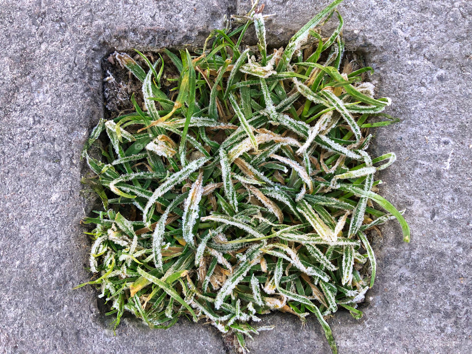 grass leaf frozen by morning frost, enclosed by concrete