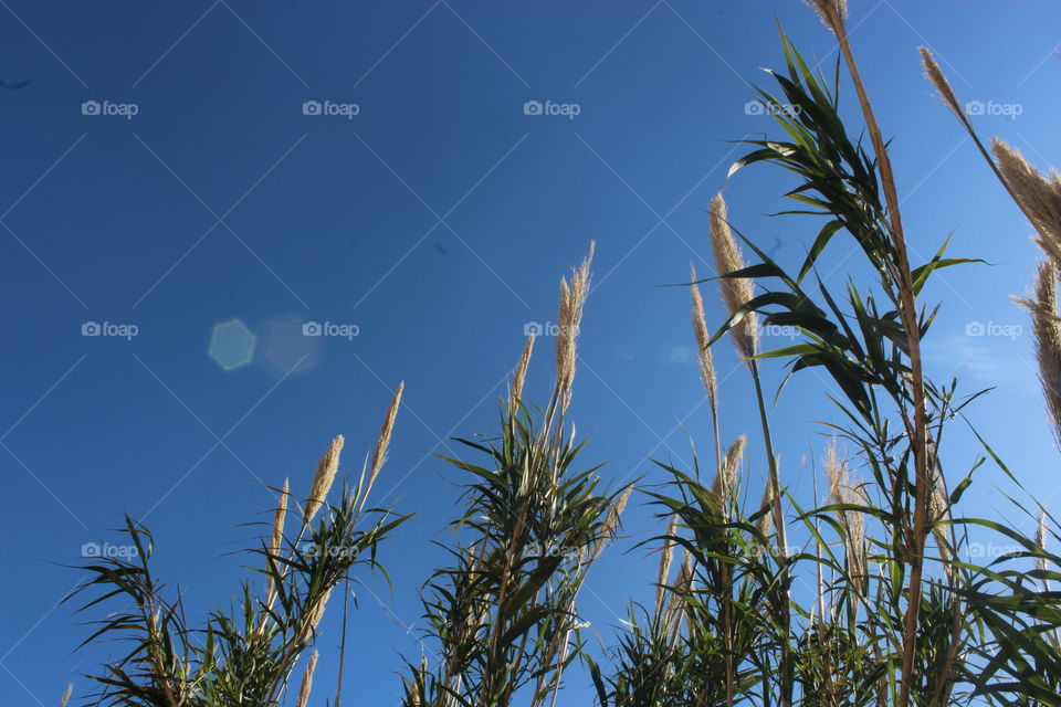 Bambus plants against blue sky