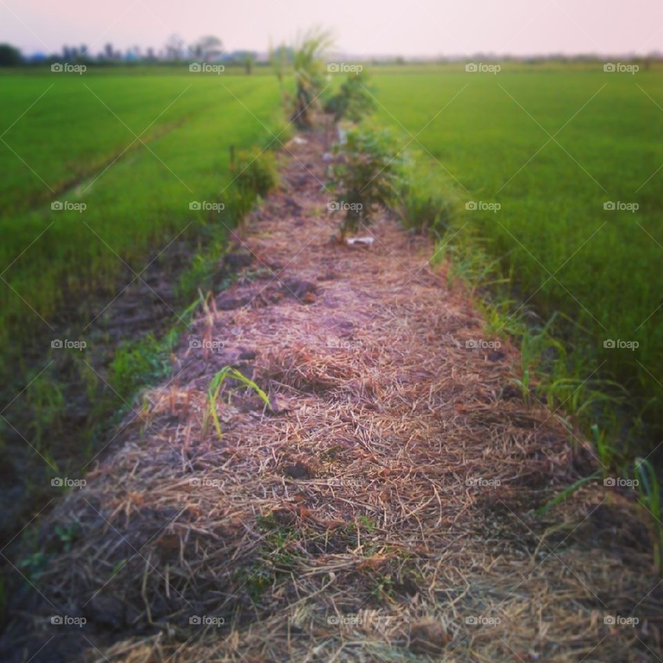 Rice Field