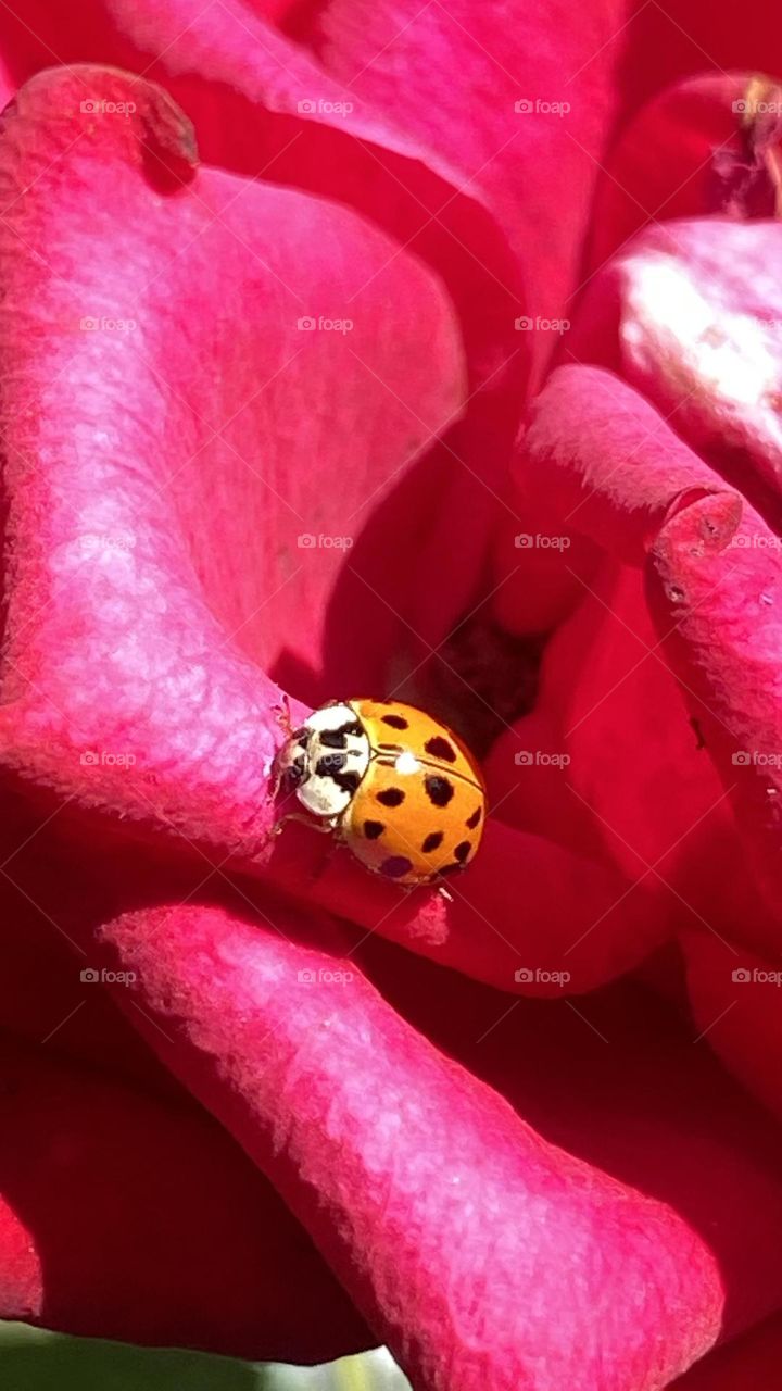 🐞