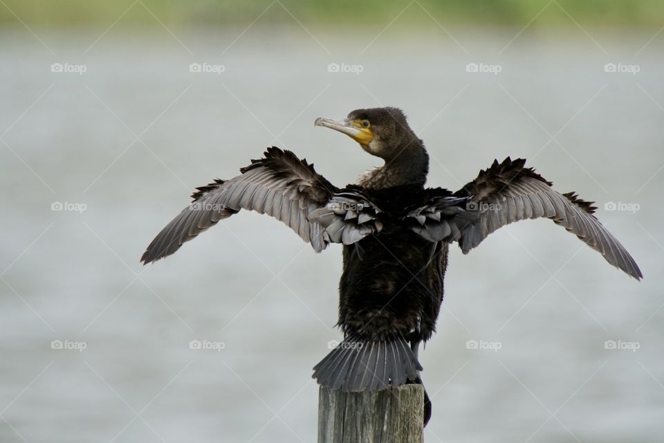 Cormorant airing it’s wings and looking to the left 