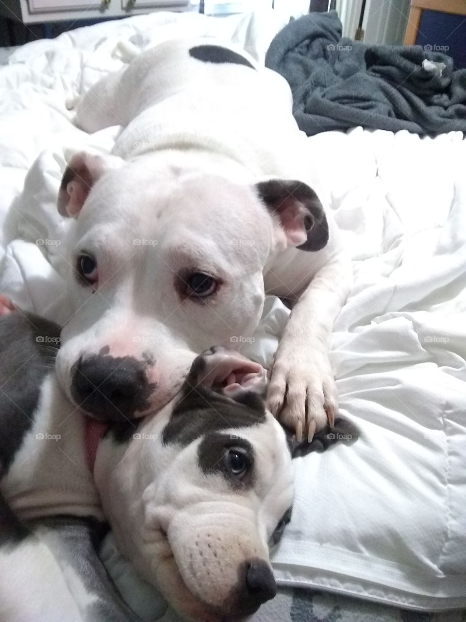 one puppy, two puppy