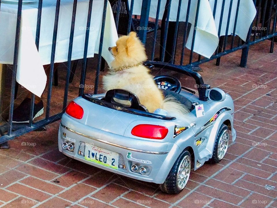 Leo the dog has his own car!