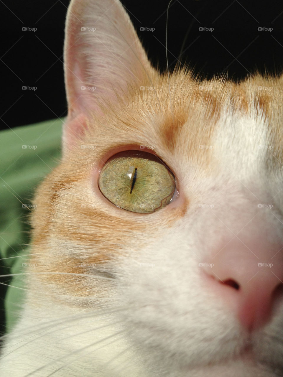 macro cat eye kitten by annas46