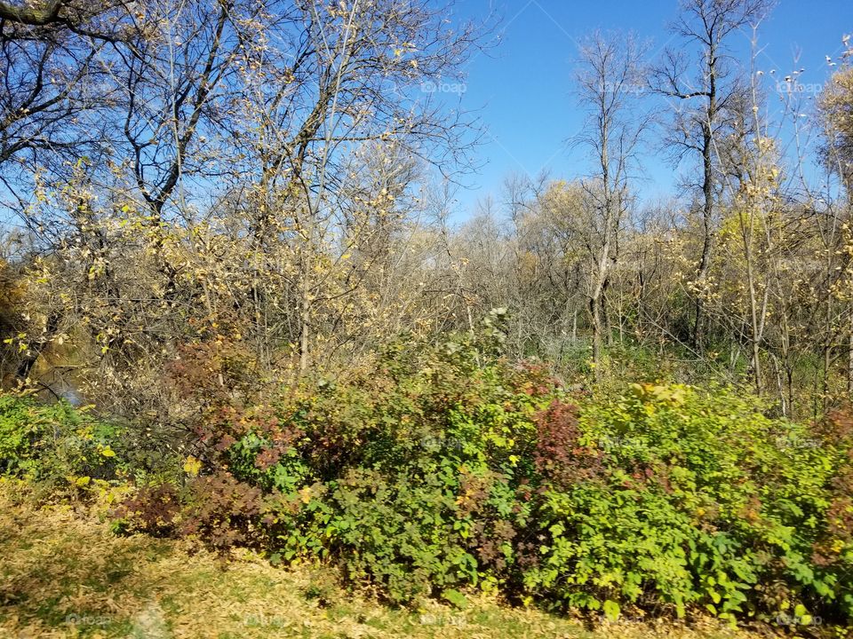 Landscape, Nature, Wood, Tree, Leaf