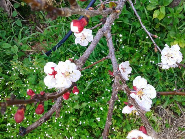 Early cherry blossoms on their branch and a spring-like lawn in the background on the Italian island of Ischia