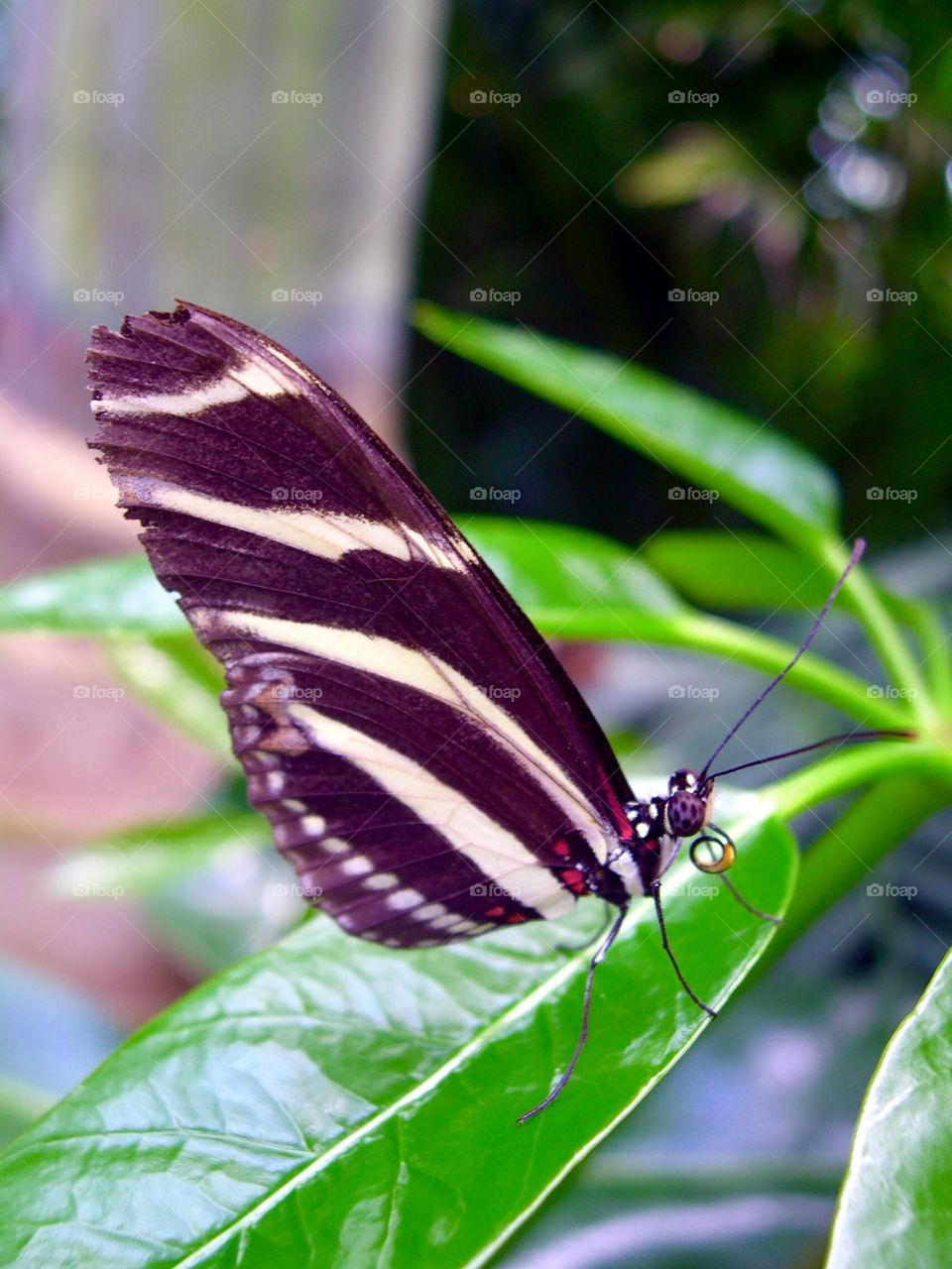 Pretty striped butterfly 