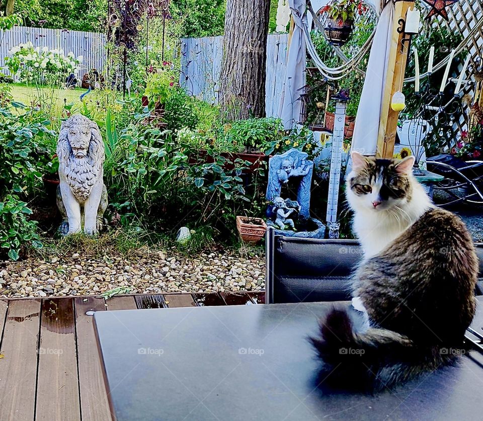 A cat is sitting on a garden table somewhere in „Bavaria“, Germany. Aside from beautiful flowers of various kinds the statue of a lion, an angel fountain, a wooden loft and some netting can also be seen. 2023. Hypnotic Productions