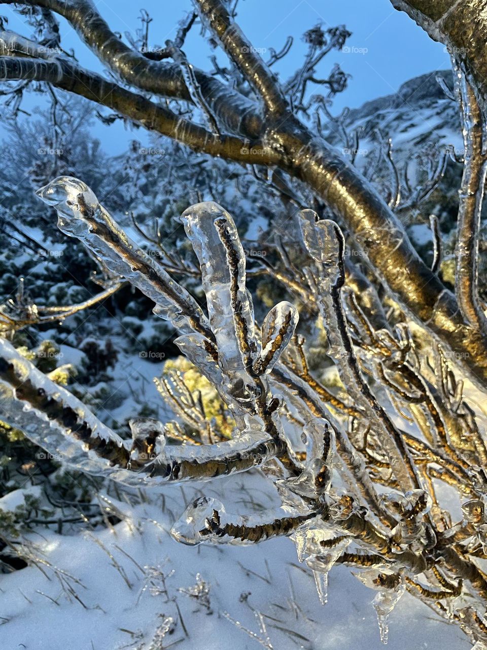 a frozen tree