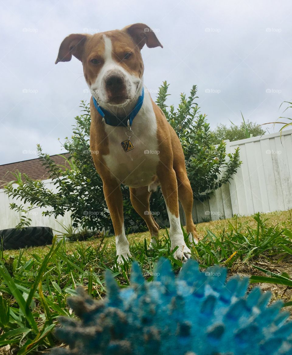 Smiling Rescue pitbull all dirty from playing ball 