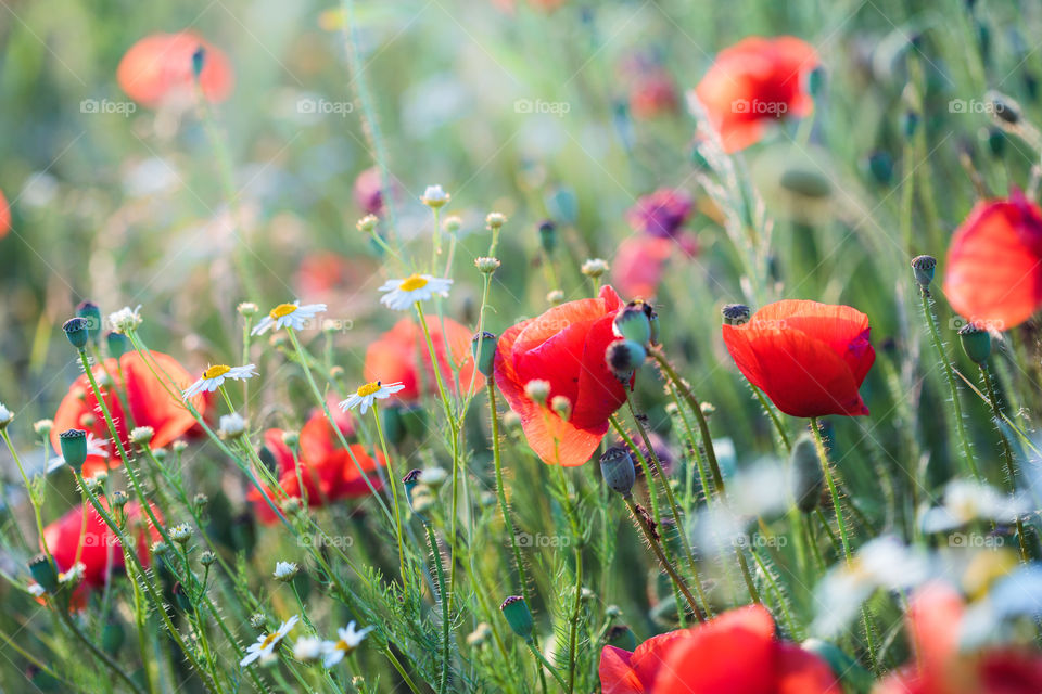 Poppies flowers and other plants in the field. Flowery meadow flooded by sunlight in the summer