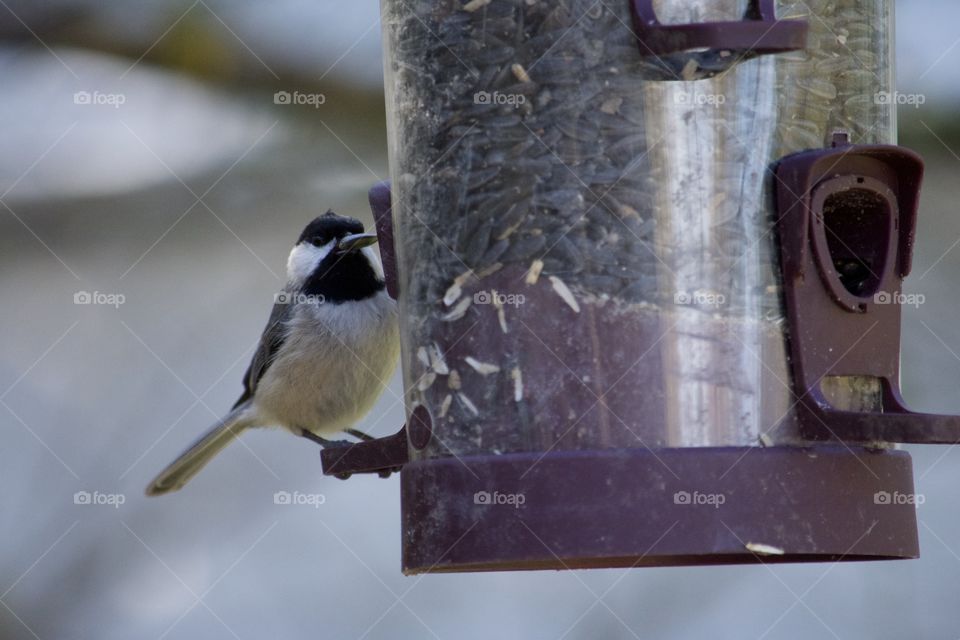 Bird Feeder Obsessed 