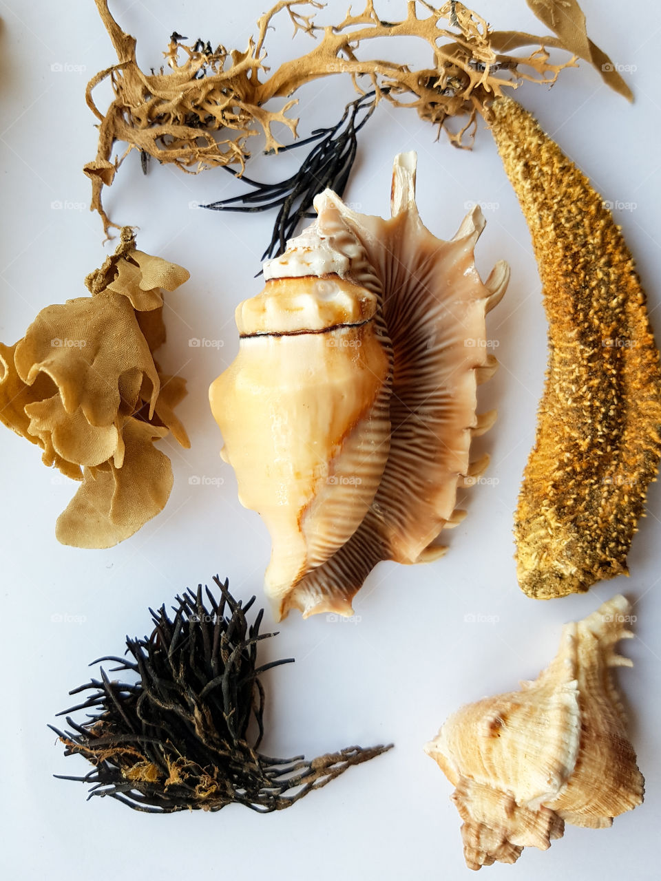 Beautiful shell's and seaweed on a white background.