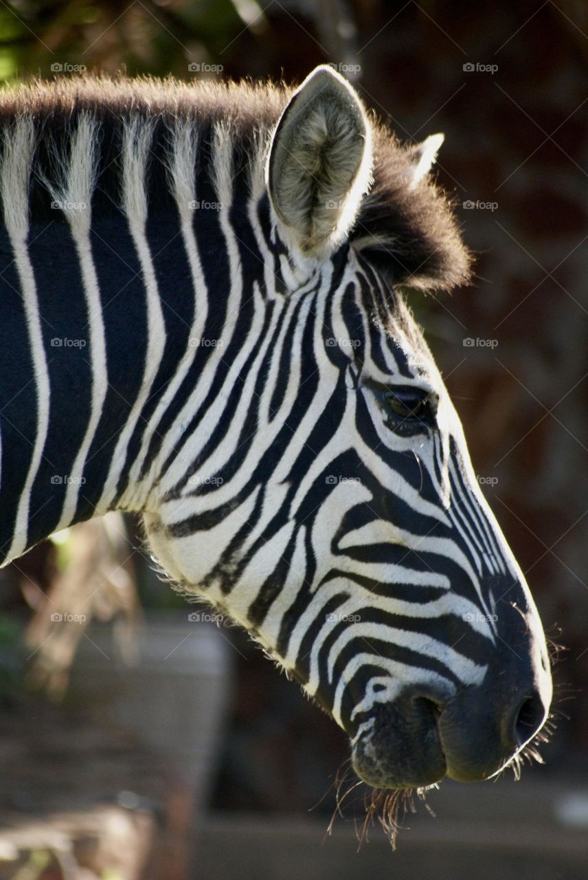 A zebra with backlighting 