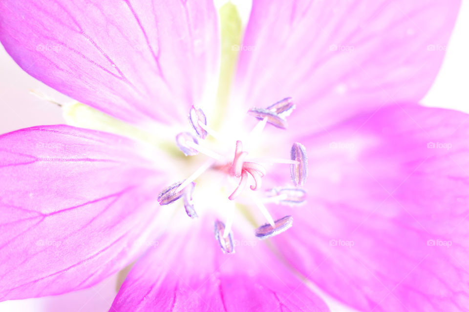 close up blue flower macro