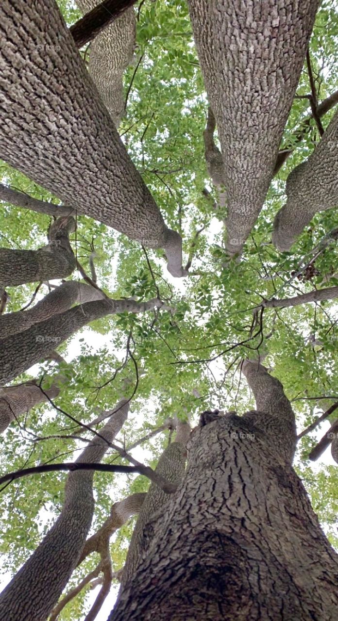 Beautiful tree shot I got. I was out adventuring and these trees had a little hideaway inside!