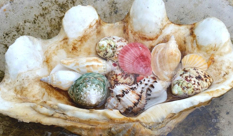 A collection of colorful seashells in a large clam shell.