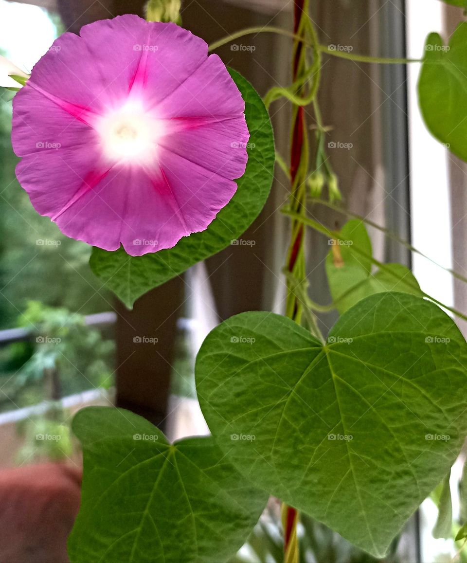 flowers in pot gardening, love earth 🌎