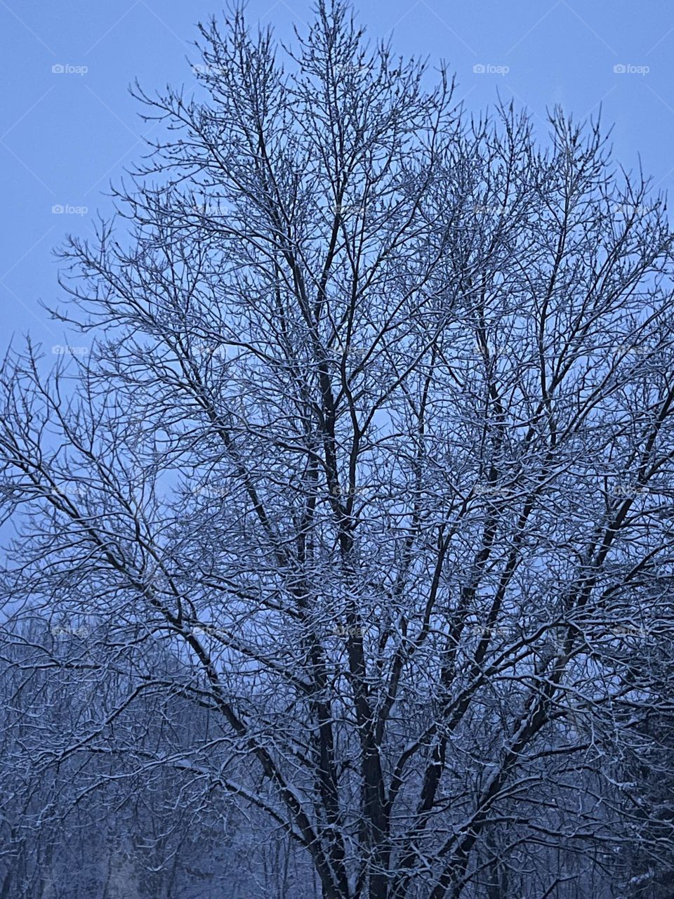 Tree blanketed in snow 