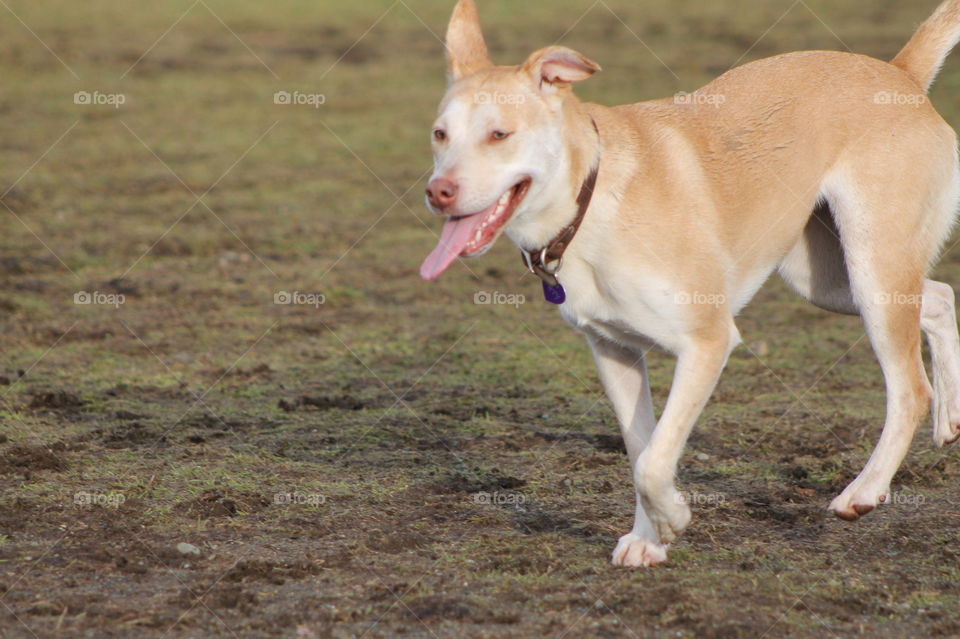 It was dog park time today and it was very busy! This pup was really crazy and tried to engage every dog for playtime! Super friendly pup!