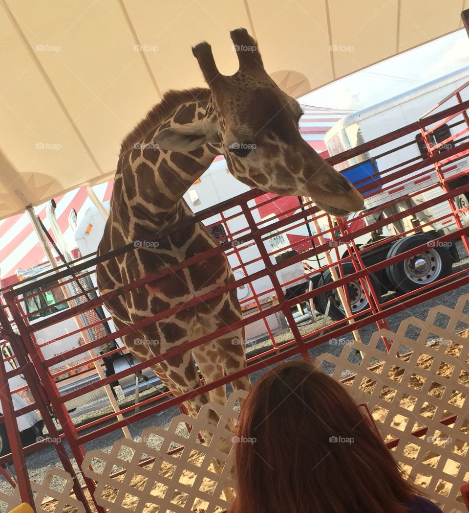 When the petting zoo has a giraffe 