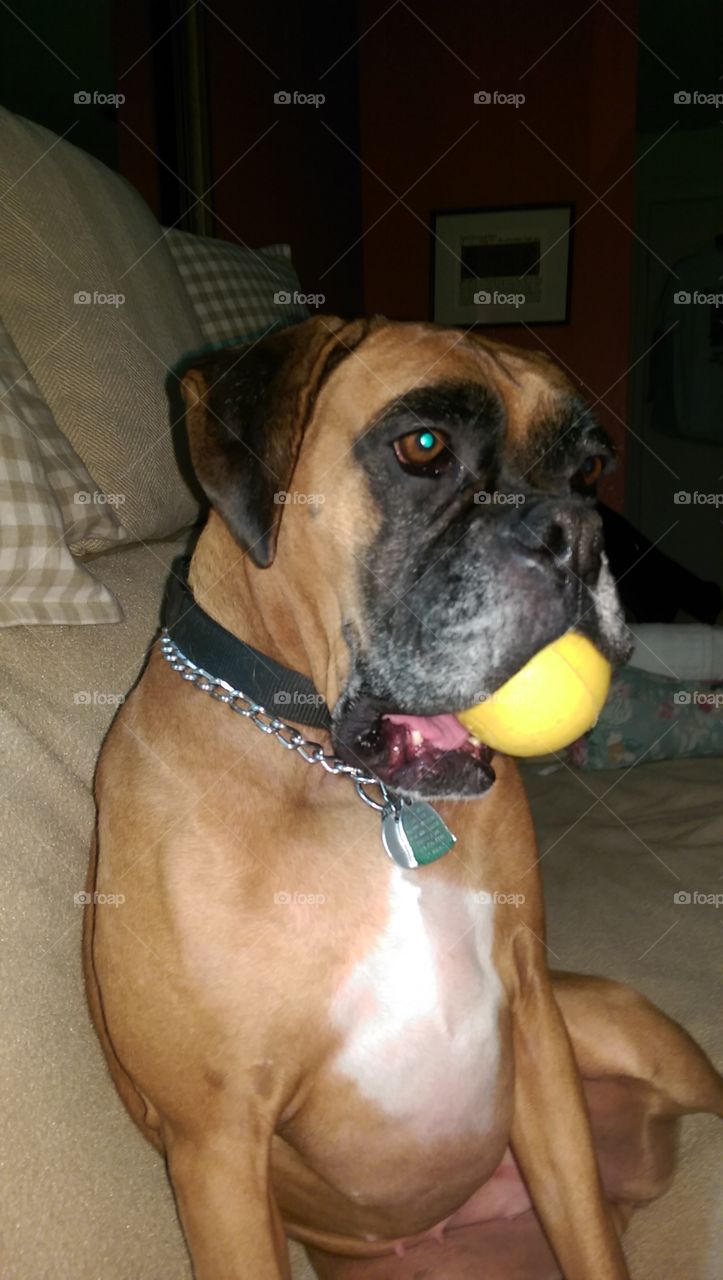 Dog, Mammal, Canine, Portrait, One