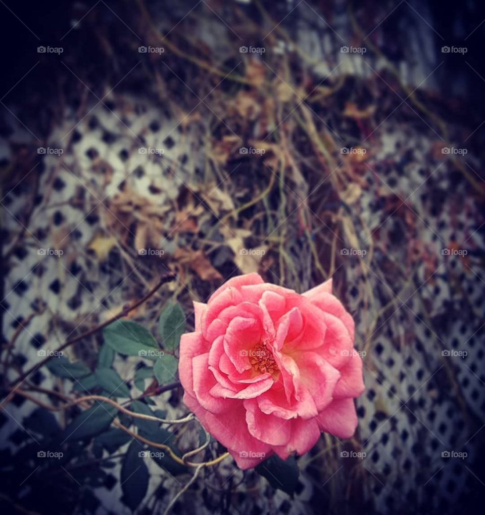 Wild Roses , Wild Dreams.