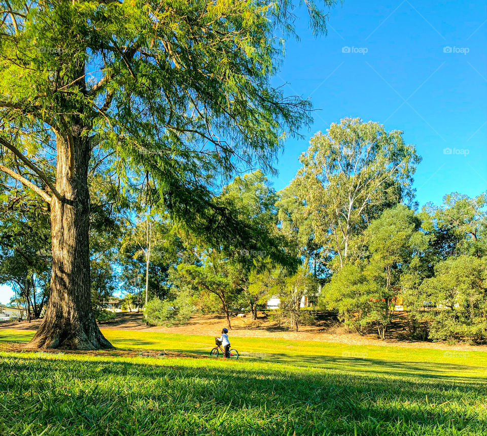 Children looking at big tree 