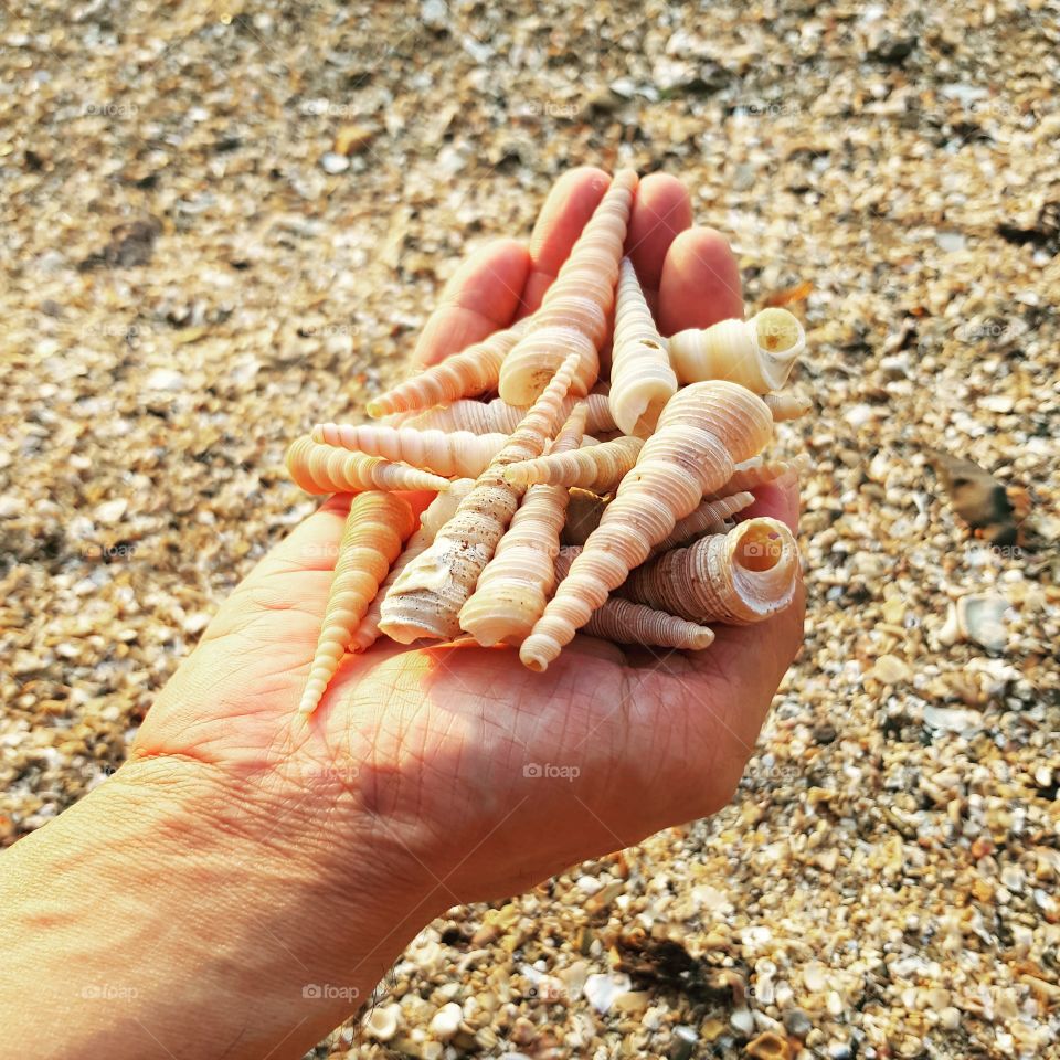 Seashells on hand