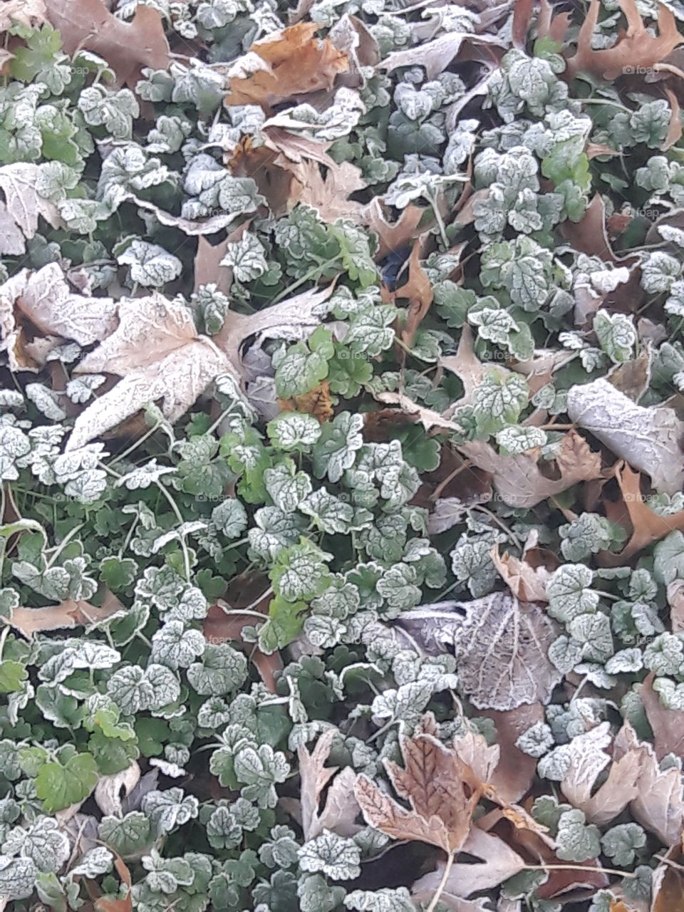 frost on the grass and leaves
