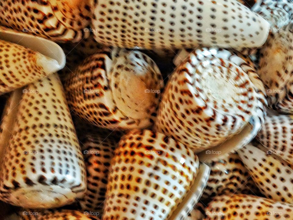 Sea Shells