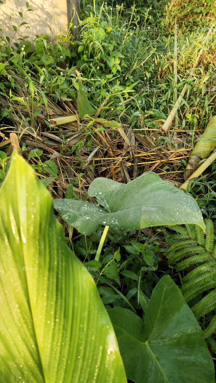 dua daun yang berbeda