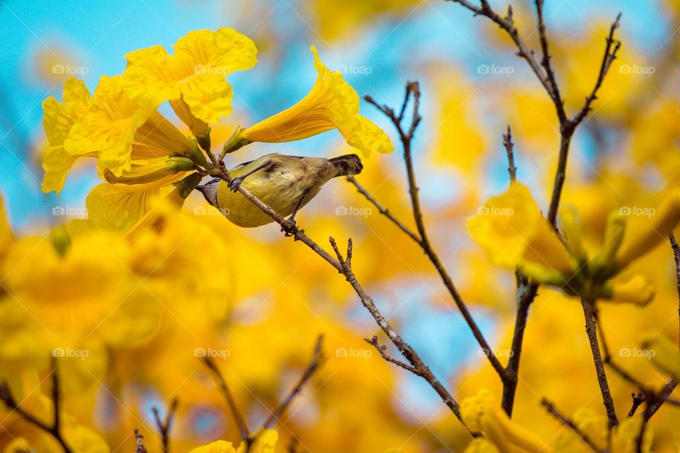 Bird at yellow flowers