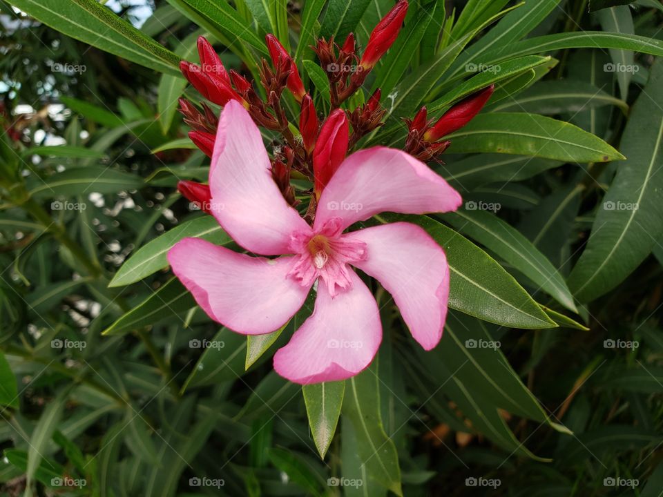 unique shape pink nerium oleander flower petals bloom in summer garden with red blossoms and green leaves