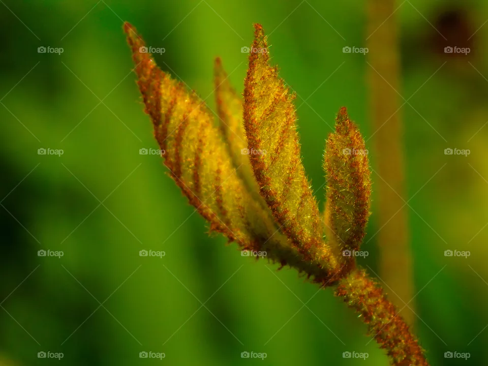 hairy new leafs