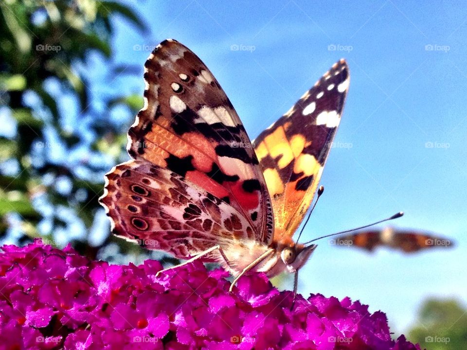 Close-up of butterfly on flower