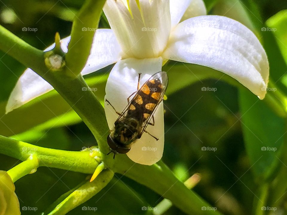 Full body shot of a colourful Australian black and orange banded bee on a velvety white orange blossom
Petal 