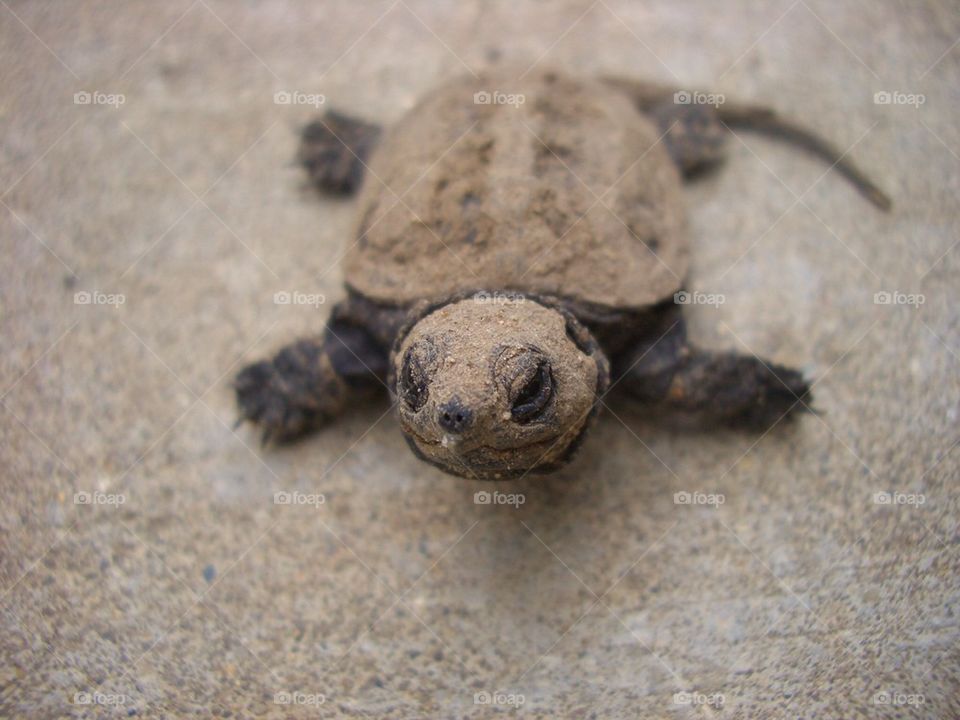 Baby snapping turtle 