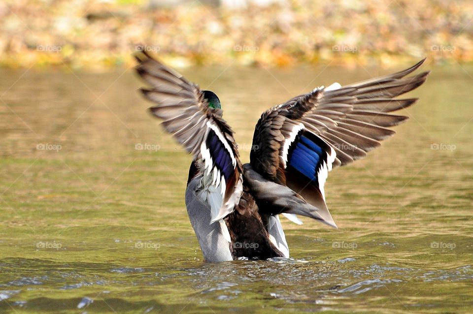 Duck in a pond