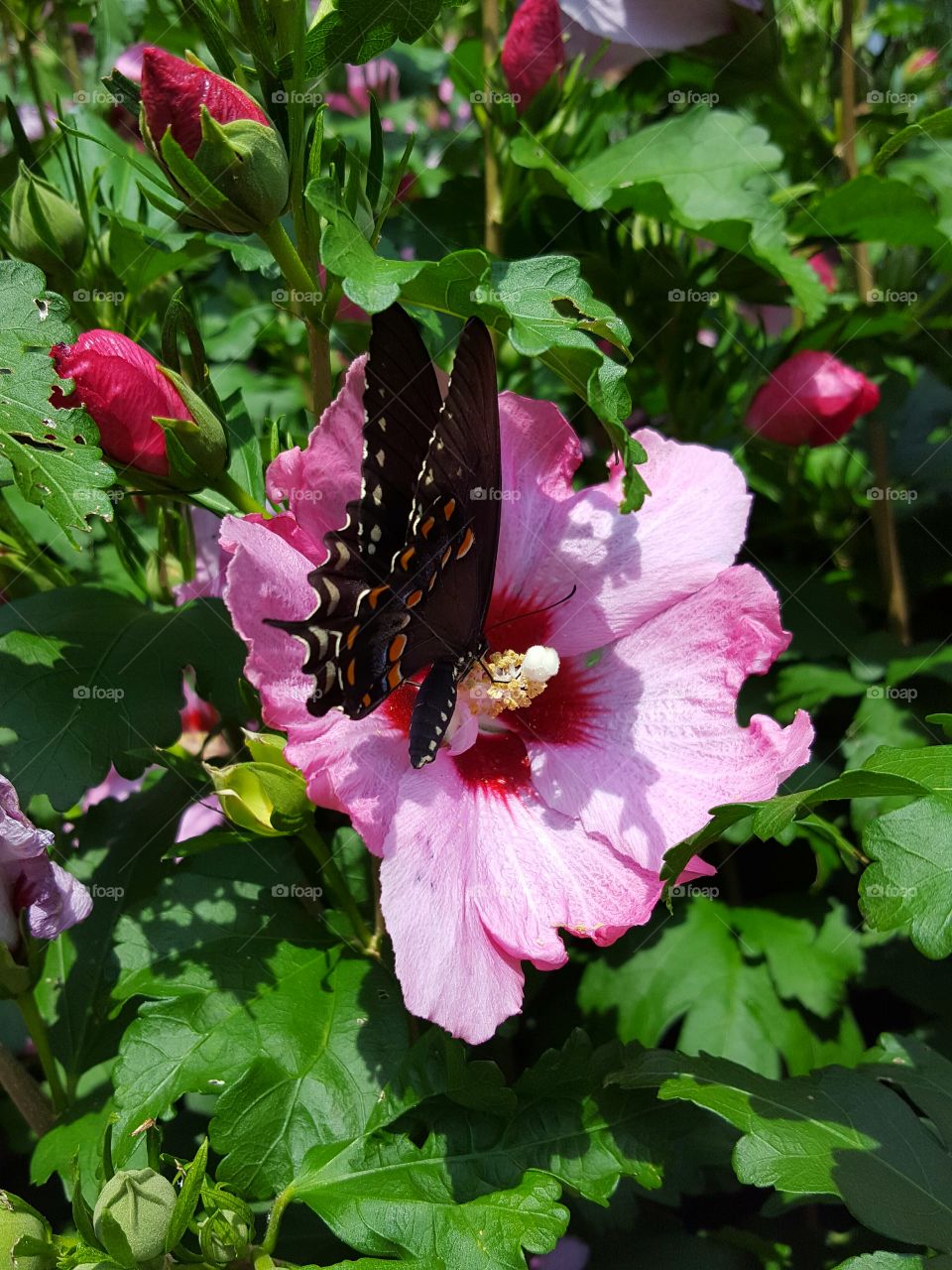 Butterfly on pink flowers