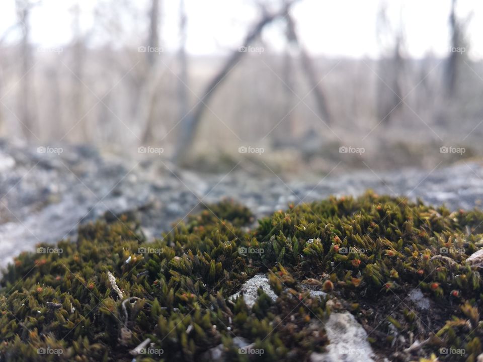 March Woodland Views