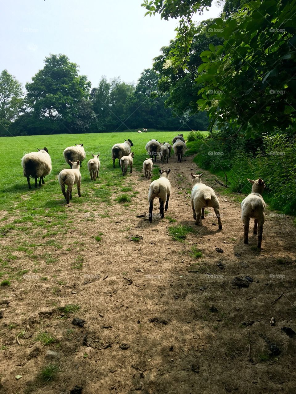 Sheep in Edenbridge 