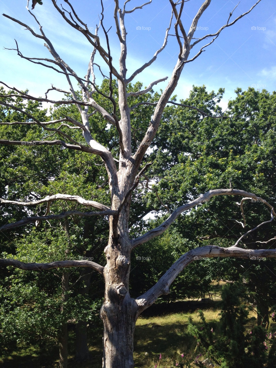 sweden summer tree woods by nellix90