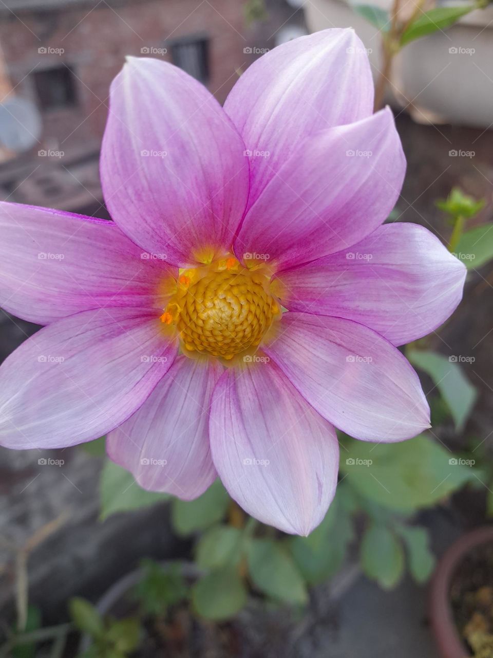 The dahlia plant with flower and buds.