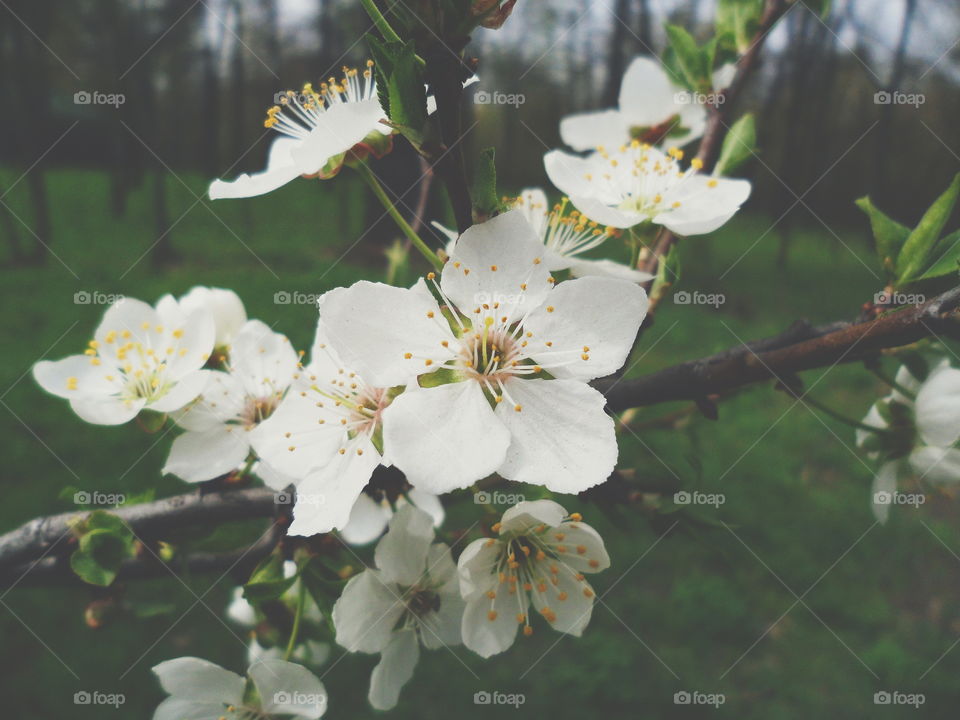 white cherry blossoms, spring 2018