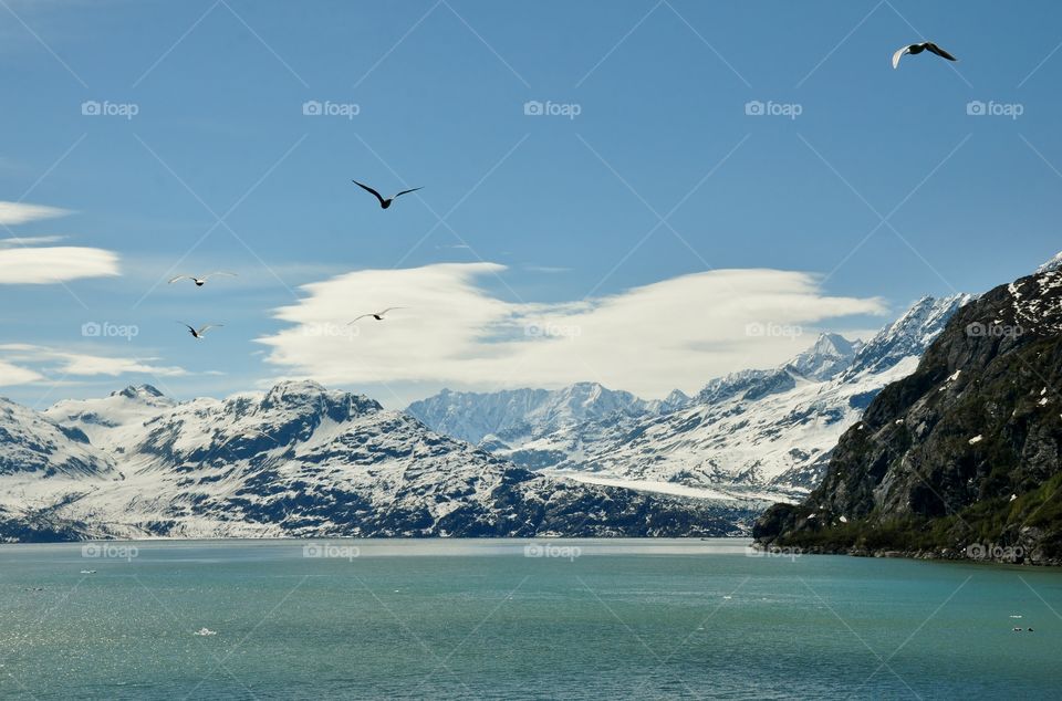 Birds flying over the sea
